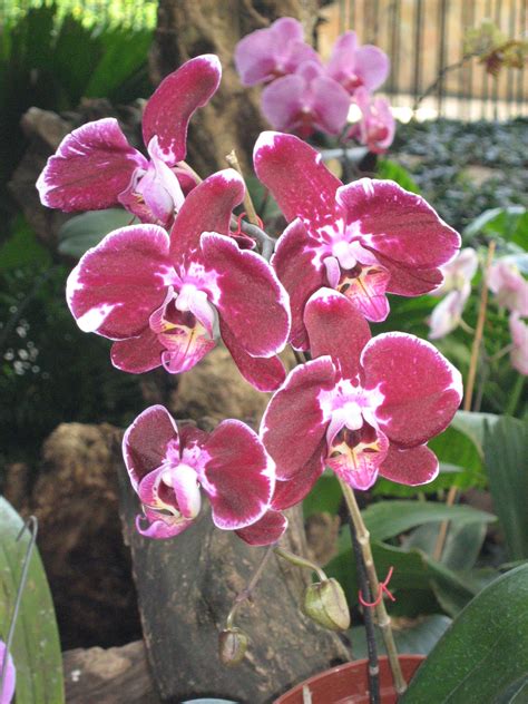 imagenes de flores  plantas orquidea