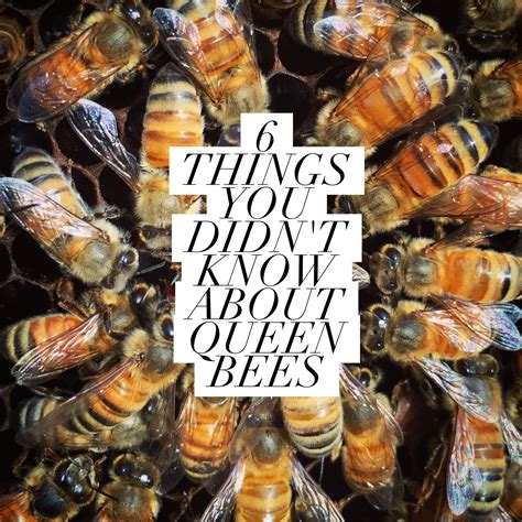 Beekeeping Like A Girl 6 Things You Didn’t Know About Queen Bees