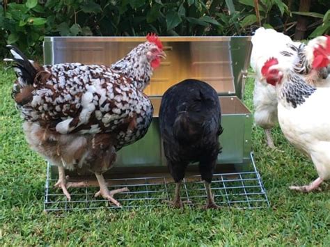 coops  cages treadle chicken feeder