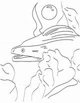 Eel Mouth Big Coloring sketch template