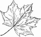 Maple Leaf Tree Drawing Norway Clipart Step Draw Easy Sycamore Canadian Leaves Illustrator Drawings Adobe Kids Weed Etc Getdrawings Fig sketch template