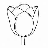 Clipart Tulip Outline Flower Drawing Cliparts Line Clip Collection Woodware Library Stamps X3 Clear Craft Designs sketch template