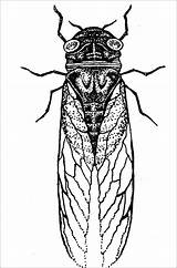 Cicada Coloring Print Pages Coloringbay sketch template