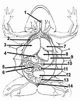 Frog Anatomy Worksheet Coloring Biologycorner Dissection Lab Simple sketch template