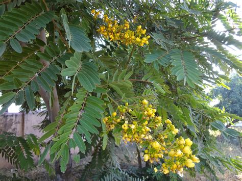 herbal remedies  cassia  senna beauty remedy   illnesses