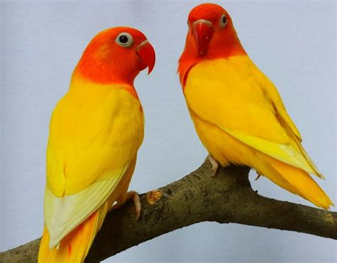 mencetak lovebird biola kuning  bisa  praktekkan love