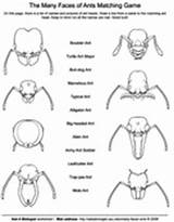 Heads Asu Askabiologist Worksheets Biologist sketch template