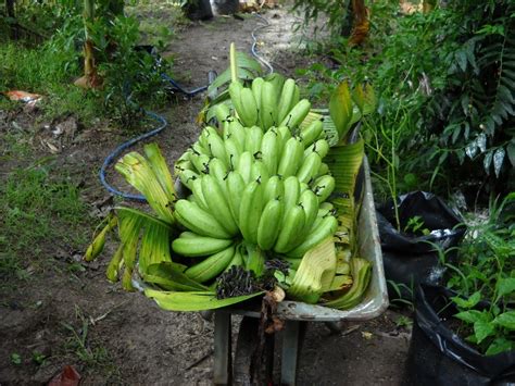 mengenal ciri ciri buah pisang barangan harga  pohon pisang