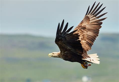 white tailed eagle guide   eat    extinct