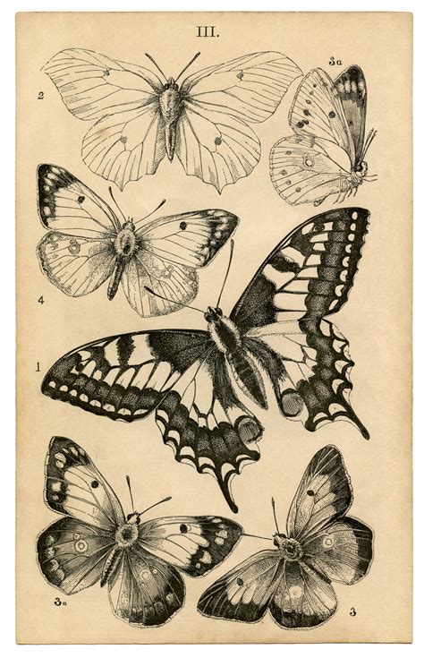 antique butterfly print natural history  graphics fairy