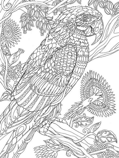 parrot coloring pages  adults printable   easy