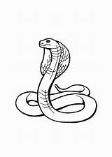 Kobra Malvorlage Colorare Kleurplaat Ausmalbild Serpiente Ausdrucken Schlangen Cobras Disegni Serpientes Kleurplaten sketch template