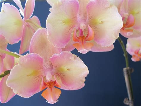 phalaenopsis orchid phalaenopsis orchid care orchids indoor plants