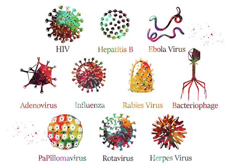 diagram showing  kinds  viruses digital art  erzebet