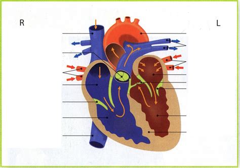 hart binnenkant biologie diagram quizlet