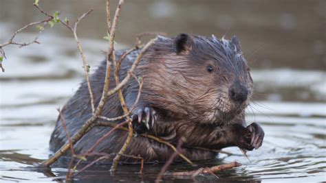 ten facts  beavers  international beaver day