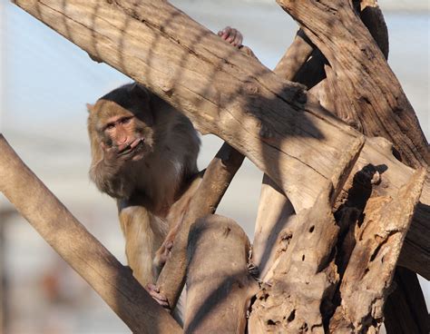 rhesus monkeys males california national primate research center