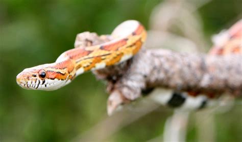 reptiles  kids  beginners west warwick ri fall