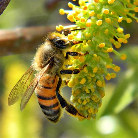 honeybees food wikipedia