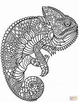 Zentangle Coloring Chameleon Pages Printable Adults Supercoloring sketch template