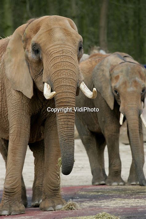 wee olifanten  ouwehands dierenpark vidiphoto