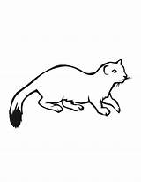 Ermine Coloring Pages Clipart Print Designlooter Cliparts 08kb 792px Library Clipground Insertion Codes sketch template