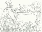 Deer Coloring Pages Animals Ones Little Sheet Cute sketch template