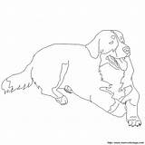 Bernese Mountain Dog Coloring Pages Color Dogs Template Getcolorings Getdrawings Printable sketch template