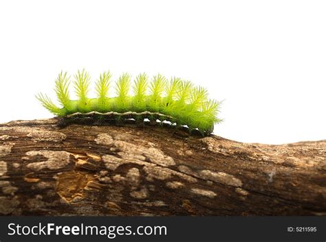 scary green caterpillar free stock images and photos 5211595