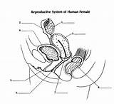 Reproductive System Female Diagram Quiz Male Proprofs Label Human Labeling Diagrams Genitalia Worksheet Reproduction Labeled Unlabeled Blank Horse Parts Genital sketch template
