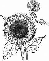 Girasol Colorear Sunflowers sketch template