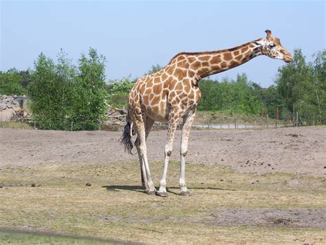giraf een giraf  beekse bergen marlies de geus flickr