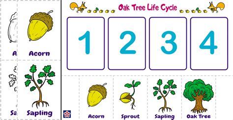 acorn  oak tree  teachersmagcom