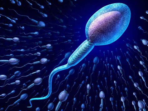 sperm spin in a corkscrew motion to reach eggs — they don t swim