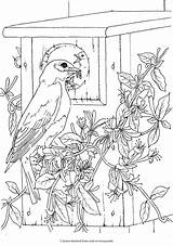 Coloring Birds Pages Dover Publications Bird Book Haven Animal Beautiful Books Sheets Color Creative Printable Colouring Welcome Freshwater Drawings Adult sketch template