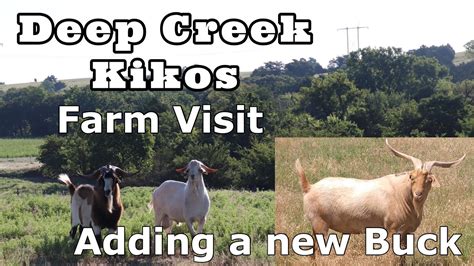 Visiting Another Kiko Goat Farm Getting A New Buck Megawatt Talking
