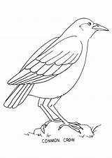 Crow Coloring Pages Kids Colouring Bestcoloringpagesforkids Common Printable Crows sketch template