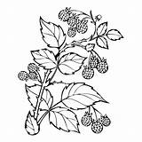 Raspberry Sketch Raspberries Illustration Monochrome Branch Berries Leaves Forest Coloring Book Berry Preview sketch template