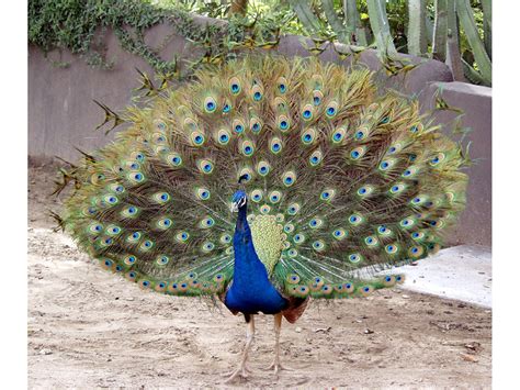 incredible india india national bird