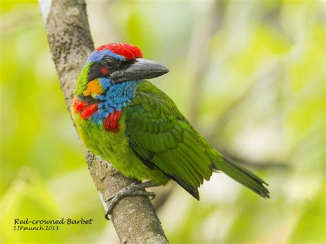 red crowned barbet red crown bird photo beautiful birds