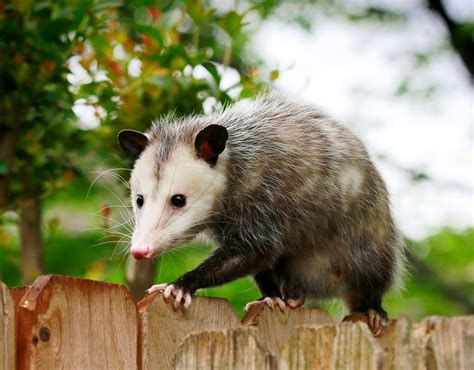 suzys animals   world blog  opossum