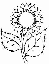 Bunga Sketsa Matahari Mudah Pelajarindo Digambar Menggambar sketch template