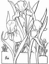 Coloring Adult Floral Pages Iris Flower Adults Colouring Printable Book Fairy Clipart Color Thegraphicsfairy Sheets Books Flowers Graphics Sheet Kids sketch template