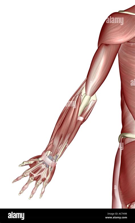 upper limb  res stock photography  images alamy