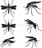 Mosquitoes Silhouettes Stellen Moskitos Illustrationen Bangkok sketch template
