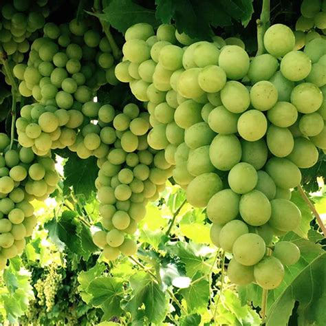 menindee seedless australian table grape association