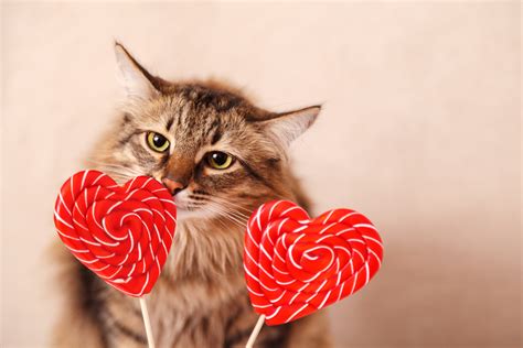 cats      valentine  valentines day pictures