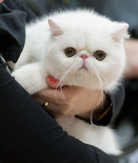 exotic shorthair cat breeds furry kittens