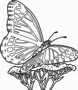 Coloring Pages Printable Butterfly Butterflies Kids sketch template