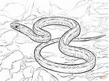 Garter Taipan Snakes Realista Plains Planicies Colorironline Reptiles доску выбрать Desenho Assustadora Designlooter раскраски sketch template